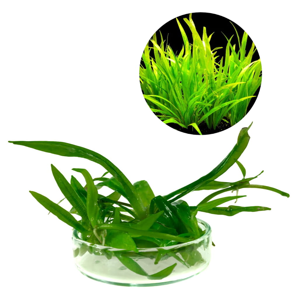 latifolius 5SZT.jpg